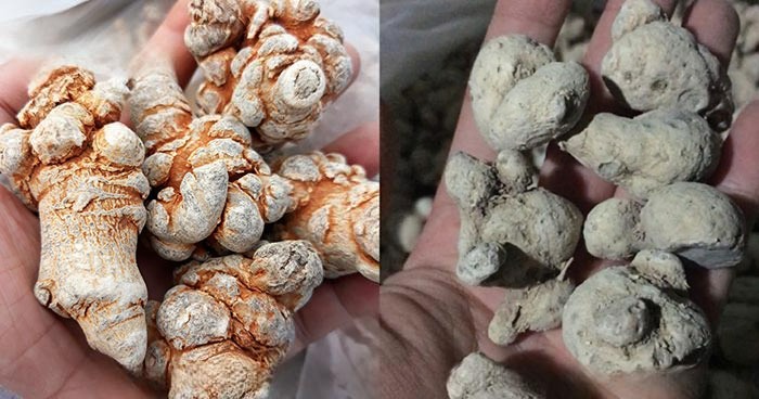 Phân biệt tam thất bắc và tam thất nam