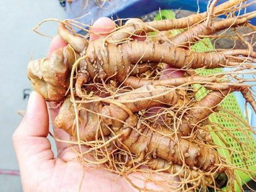 Tam thất hỗ trợ ngăn ngừa ung thư