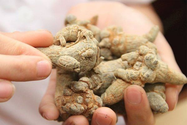 Tam thất được sử dụng rất nhiều trong các đơn thuốc