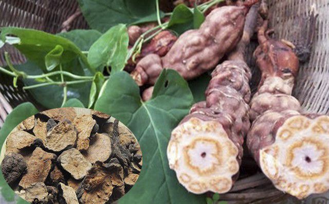 Trị rụng tóc bằng hà thủ ô