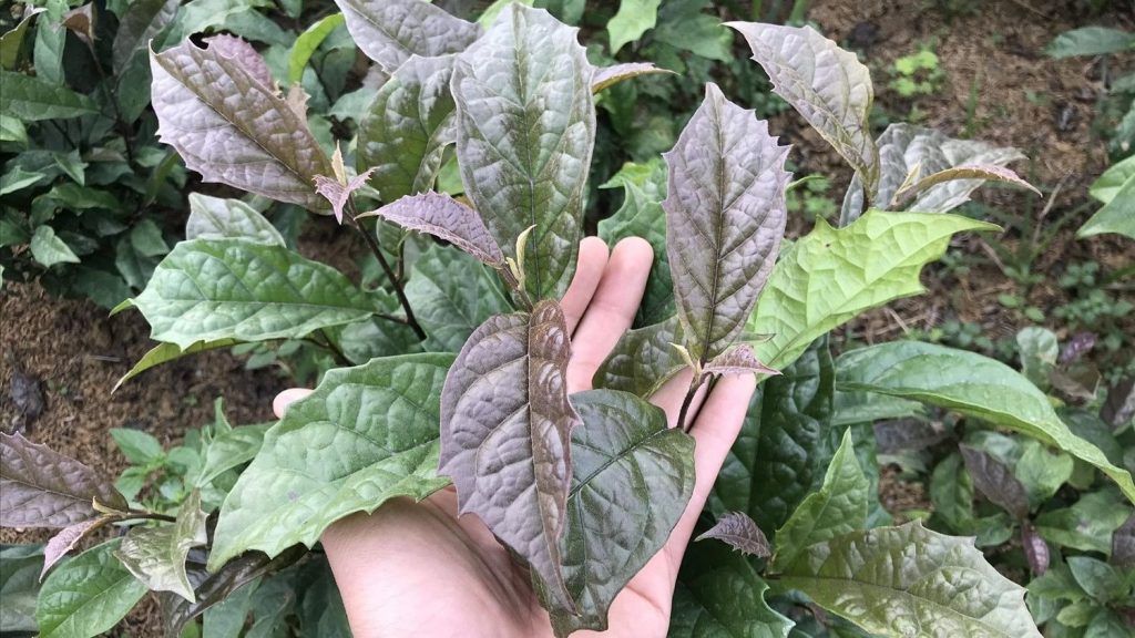 công dụng của xạ đen