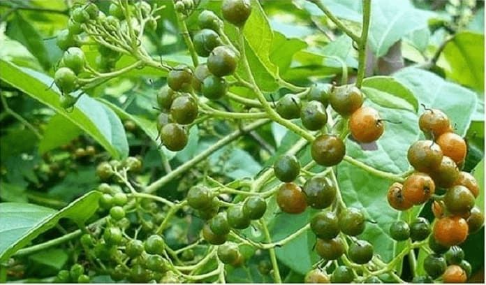 Thành phần hóa học trong xạ đen