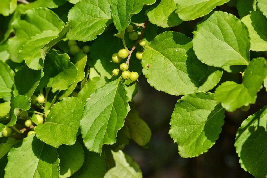 Xạ đen giúp thanh nhiệt, giải độc, tăng cường miễn dịch