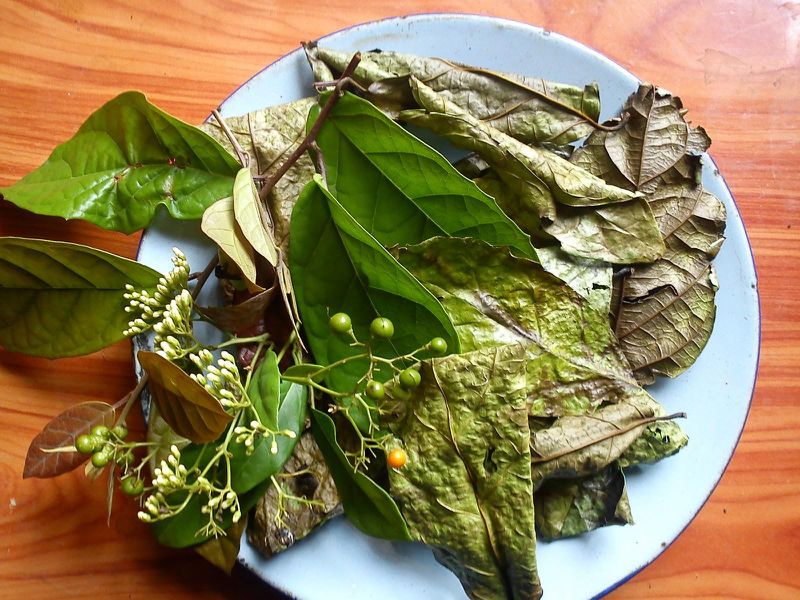 Cách sử dụng xạ đen đúng cách