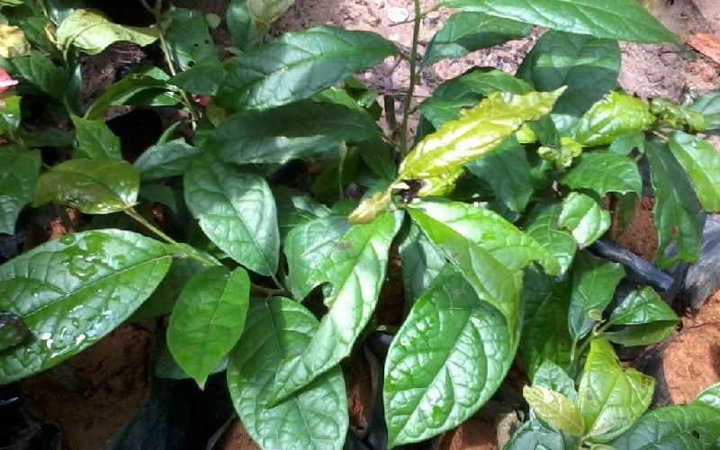 Lưu ý khi sử dụng xạ đen