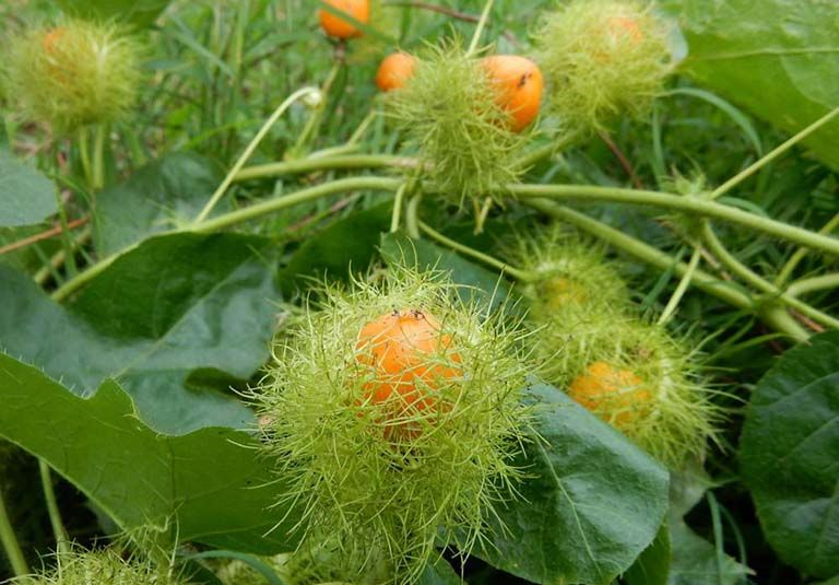 Lưu ý quan trọng và tác dụng phụ khi sử dụng