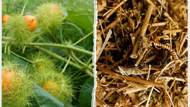 Công dụng nổi bật của cây lạc tiên