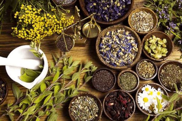 Dược liệu tươi và dược liệu khô: Lựa chọn nào tối ưu cho sức khỏe bạn?