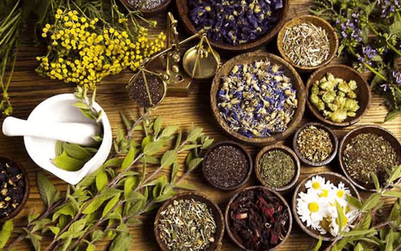 Dược liệu tươi và dược liệu khô: Lựa chọn nào tối ưu cho sức khỏe bạn?