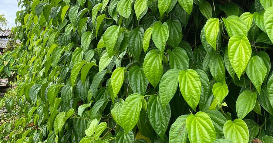 Thành phần trong lá trẩu không