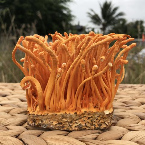 Đông trùng hạ thảo (Cordyceps sinensis)