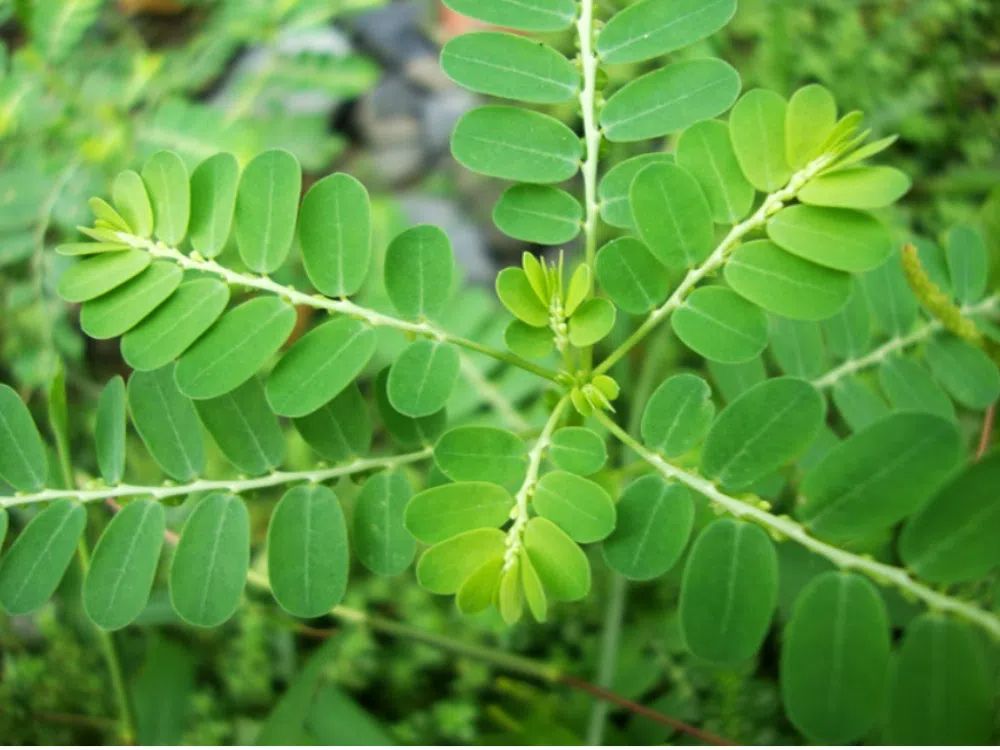 Diệp hạ châu và rụng tóc: mối liên hệ từ bên trong