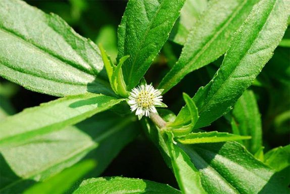 Cách sử dụng dược liệu hỗ trợ đau dạ dày an toàn