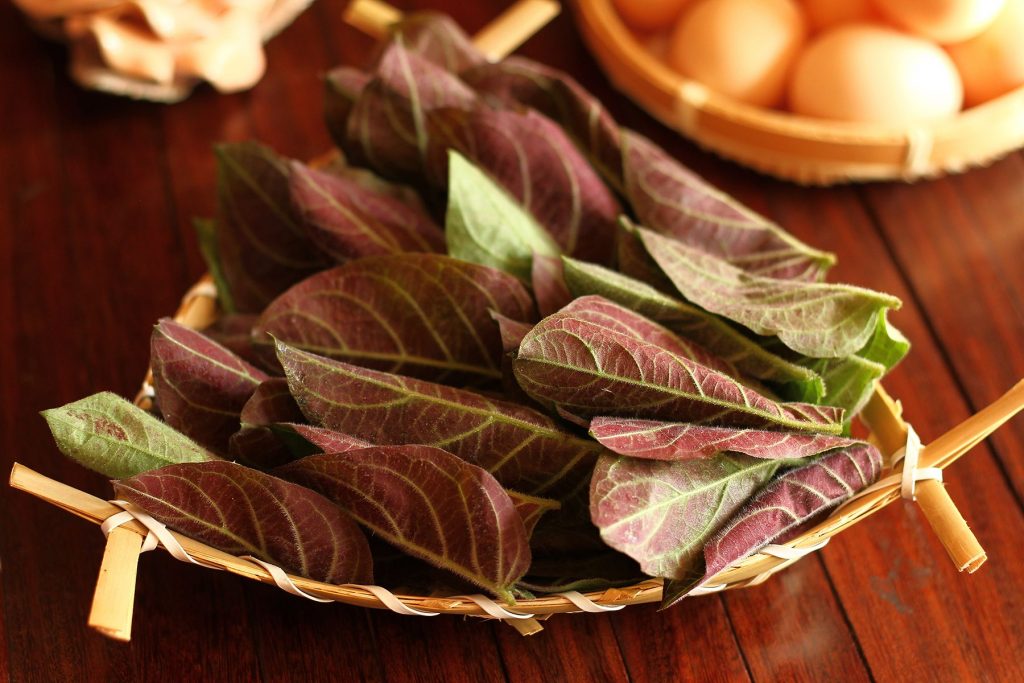 Tìm hiểu chung về cây lá mơ