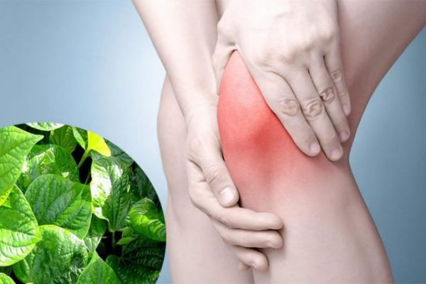 Vì sao cây thuốc nam được dùng hỗ trợ đau xương khớp