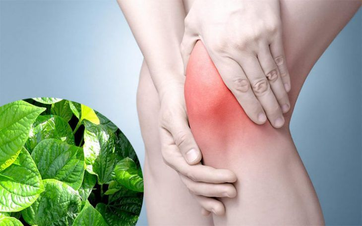 Vì sao cây thuốc nam được dùng hỗ trợ đau xương khớp