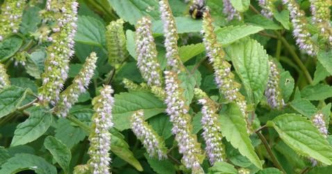 Một số bài thuốc dân gian chữa viêm xoang phổ biến