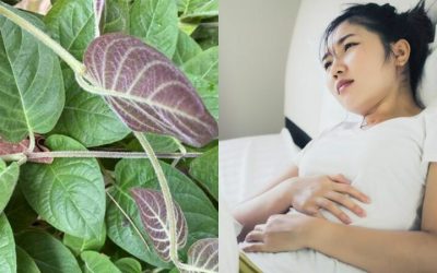 Những sai lầm phổ biến khi sử dụng nước lá mơ