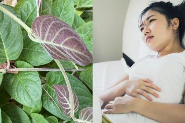 Những sai lầm phổ biến khi sử dụng nước lá mơ