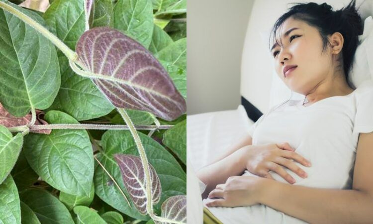 Những sai lầm phổ biến khi sử dụng nước lá mơ