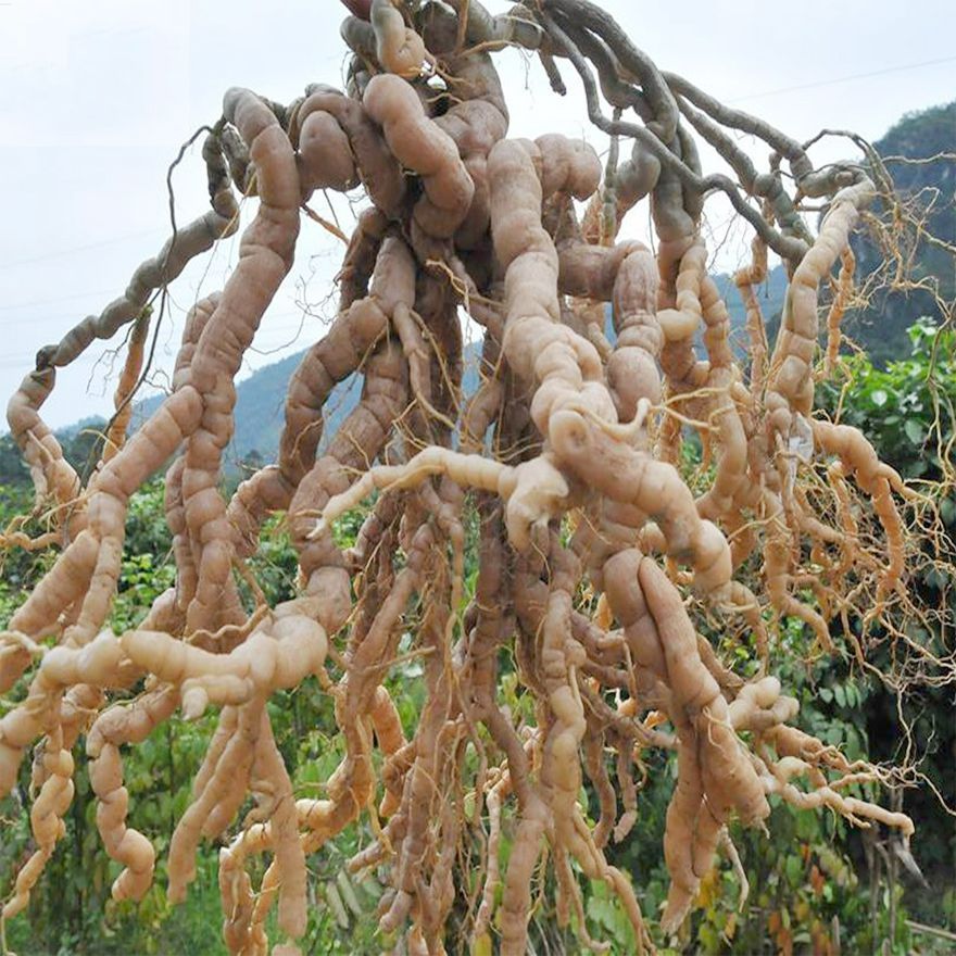 Liều dùng khuyến nghị