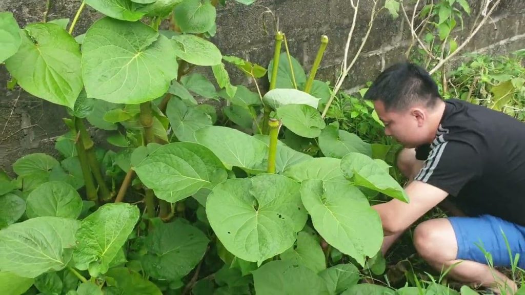 Cây dổi đất