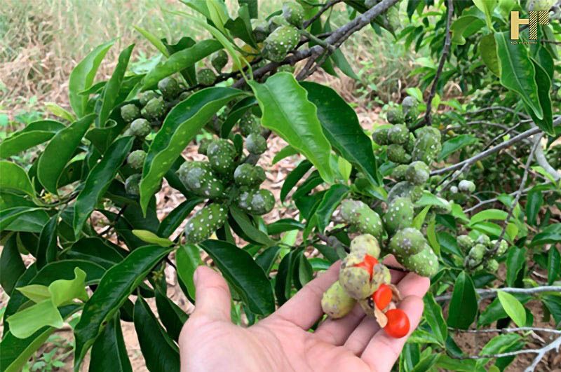 Cách dùng dổi đất đúng chuẩn dược khoa