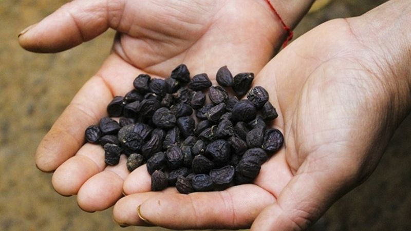 Cách bảo quản dược liệu dổi đất