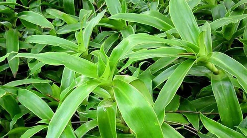 Nguồn gốc và phân bố của cây lược vàng