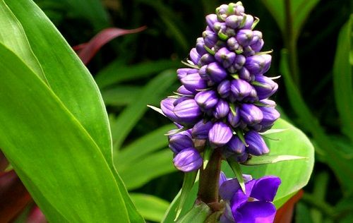 Thành phần hoạt chất bên trong cây lược vàng