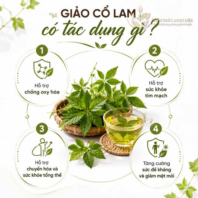 Giảo Cổ Lam có tác dụng gì
