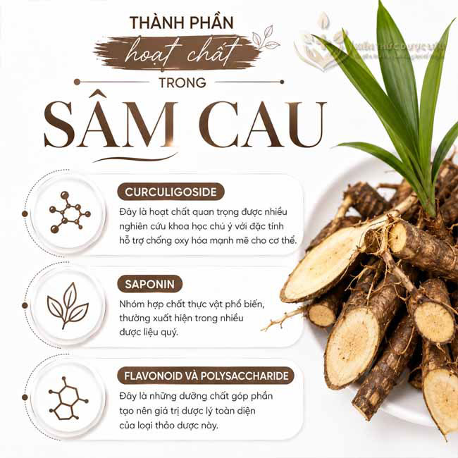 Thành phần hoạt chất trong sâm cau